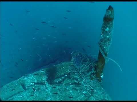 Cabo de Palos, un mar de vida. Murcia, historia natural