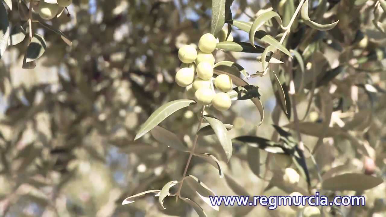 Aceite de Oliva Virgen Extra: Zumo de Sol