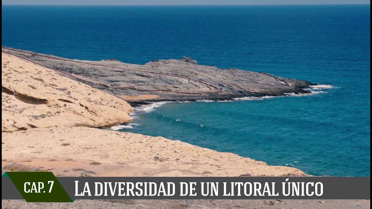 Capítulo VII: La diversidad de un litoral único