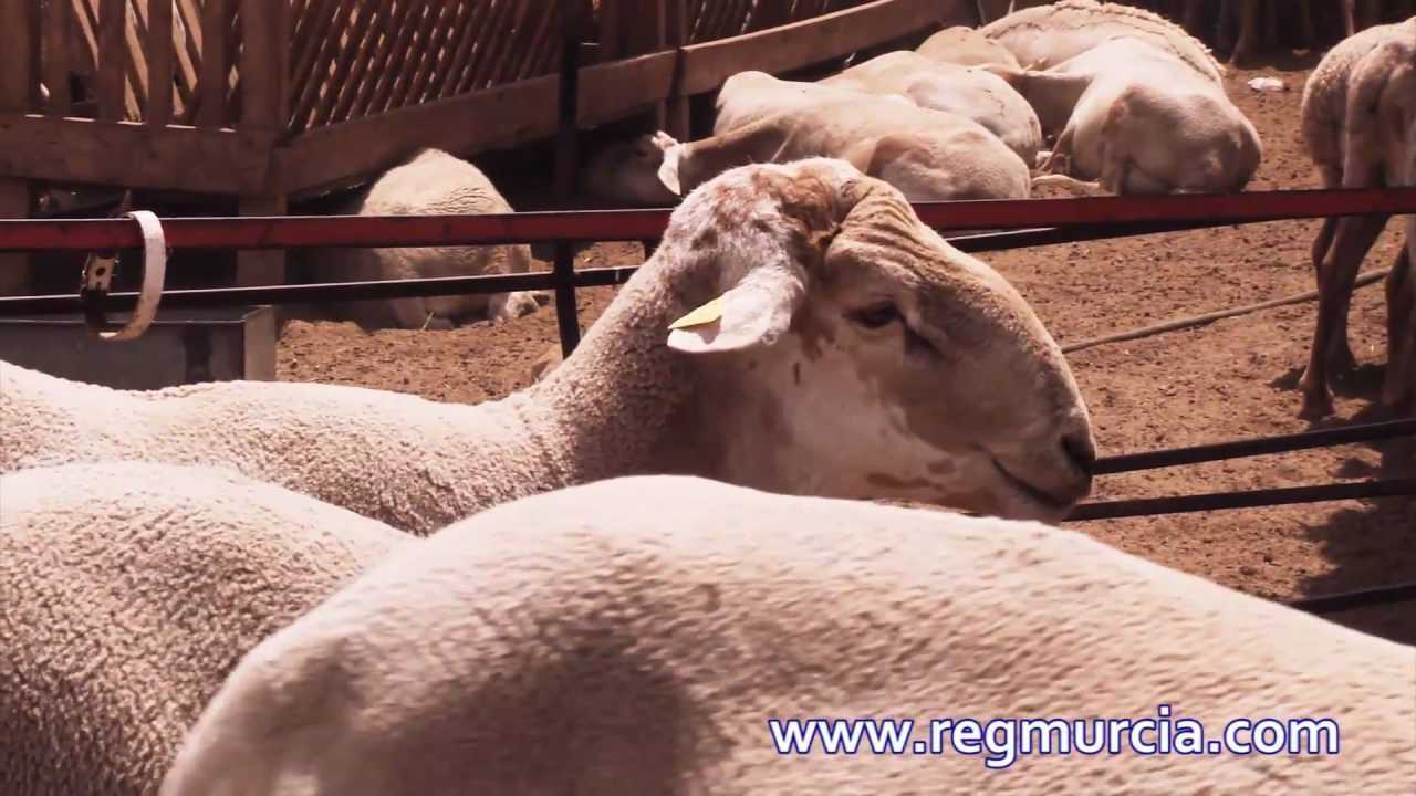 El Cordero Segureño. Herencia viva de una tierra dura y bella