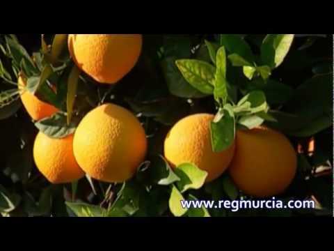 Frutas y Cítricos: la Naranja