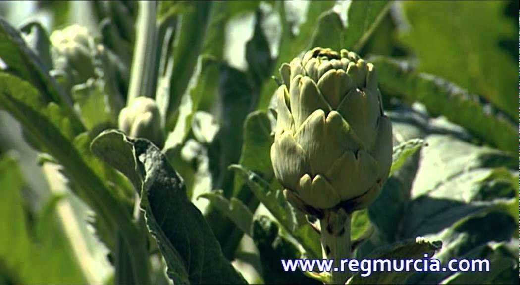 Frutas y Hortalizas: la Alcachofa