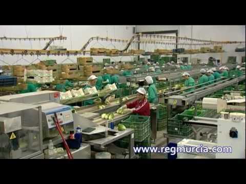 Frutas y Hortalizas: la Lechuga