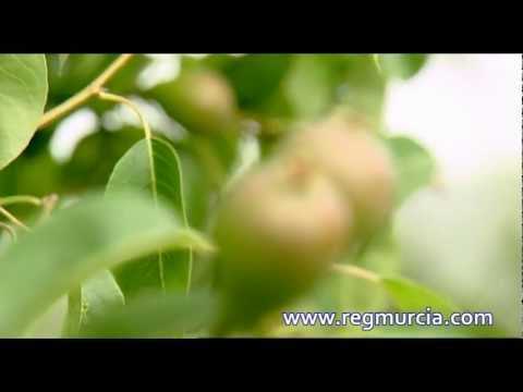Frutas y Hortalizas: la Pera de Jumilla