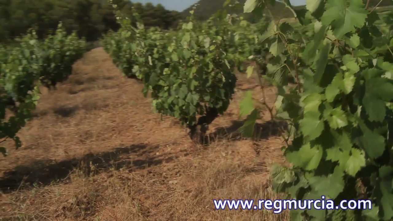 Vinos de Murcia con denominación de origen
